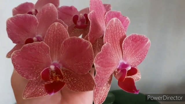 Пират Пикоти Ред /Красный Пират/Phal.Pirate Picotee (4 июня 2022г.) смотреть онлайн