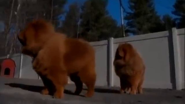 Чау-чау (Chow Chow). Породы собак (Dog Breed) смотреть онлайн