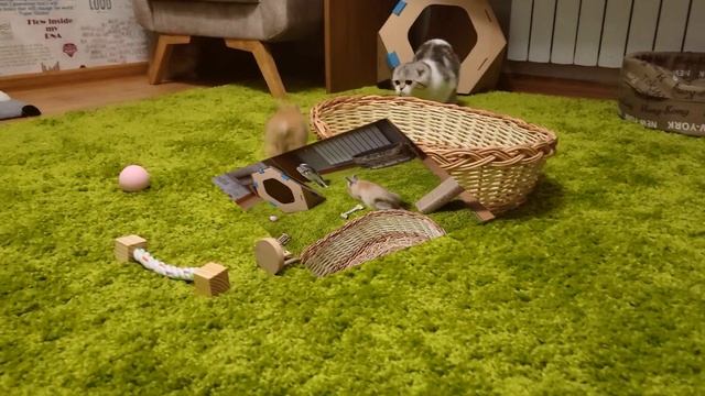 Два рыжих Кролика и Кошка весело проводят время. смотреть онлайн