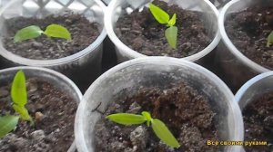 Когда и Как Сажать Перец на Рассаду. Точные Сроки