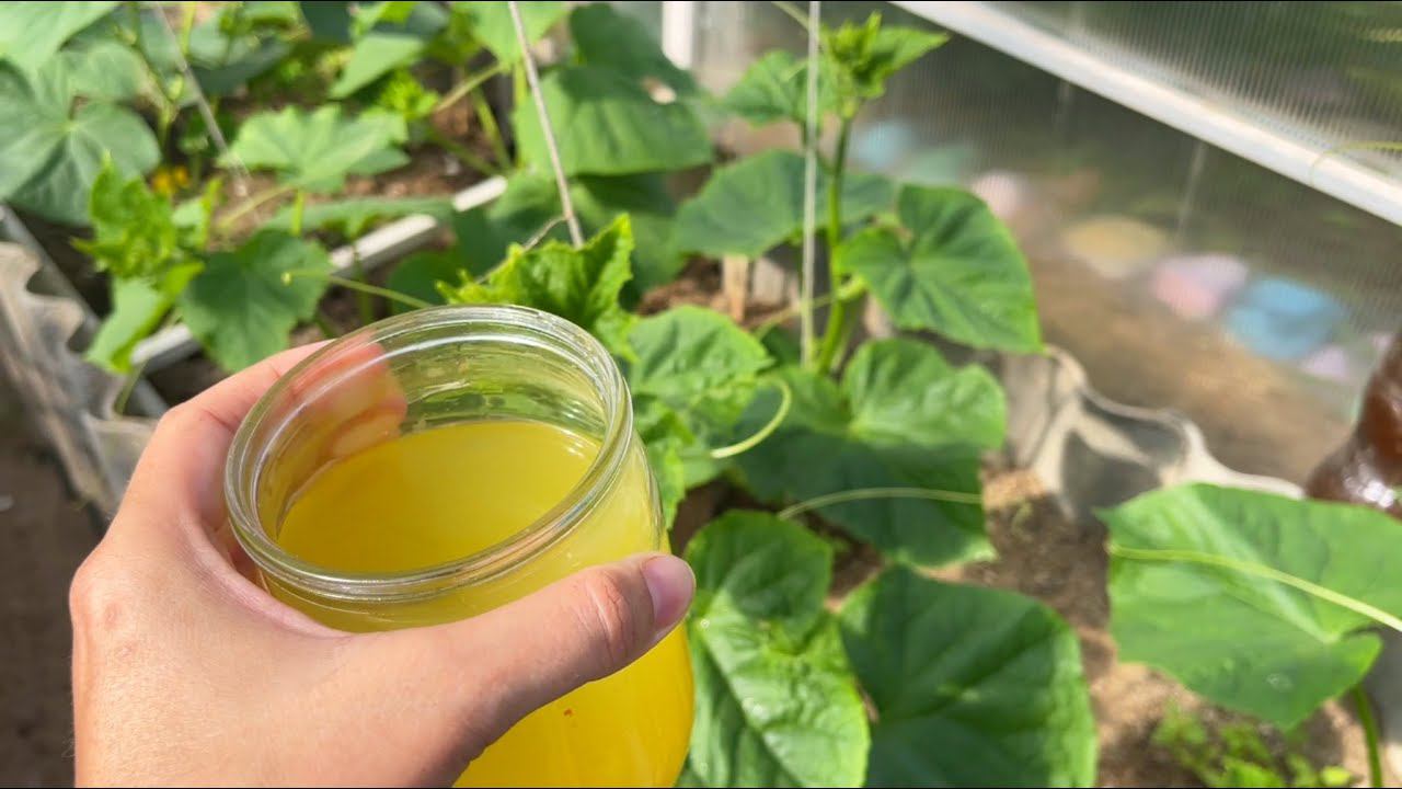 1 СТАКАН и огурцы, томаты, перцы вмиг пойдут в рост, заплодоносят как бешенные! смотреть онлайн