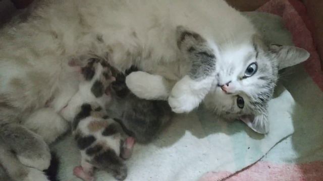 Кошка Сонечка. Кошки и крошки. Как назвать котят? смотреть онлайн