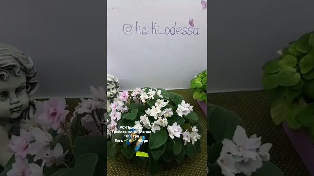 Мини, полумини, трейлеры и стандартные фиалки. В этом видео много красоты, а в магазине ещё больше смотреть онлайн