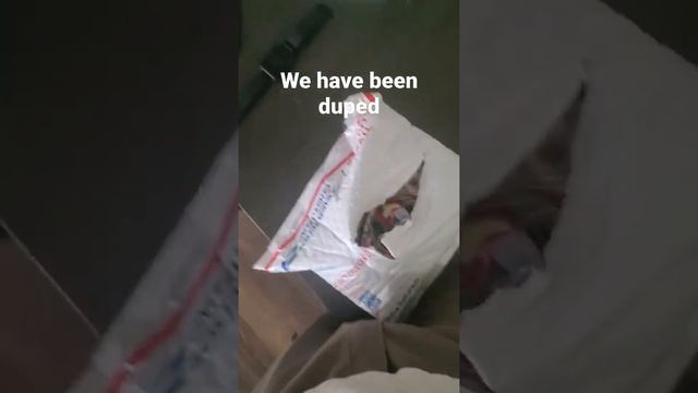 duped pt 1 смотреть онлайн
