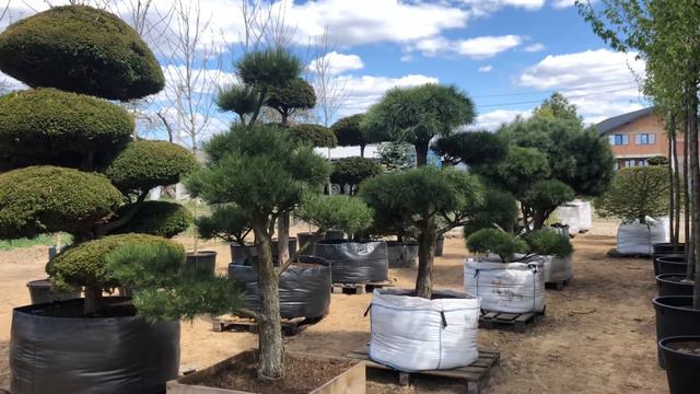 Ландшафтний дизайн. Art Garden . Великий вибір декоративних рослин. смотреть онлайн