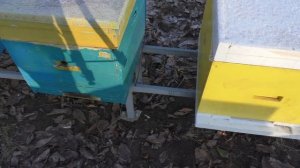 Еще раз о пленке в ульях. Пленка Нужна.