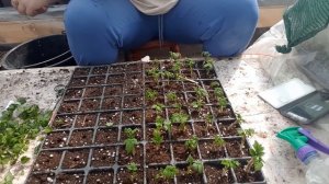 Размножение малины из маточного корня