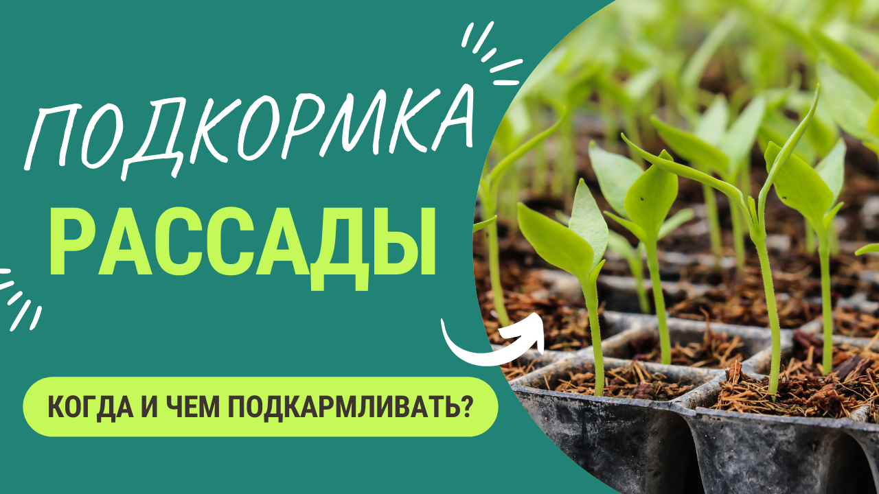 Когда и какими удобрениями подкармливать рассаду? смотреть онлайн