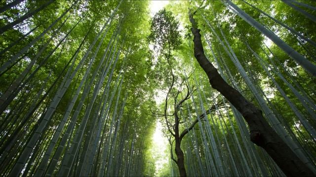 МУЗЫКА ДЛЯ РЕЛАКСА 2О21_RELAX MUSIC 2O21.mp4 смотреть онлайн