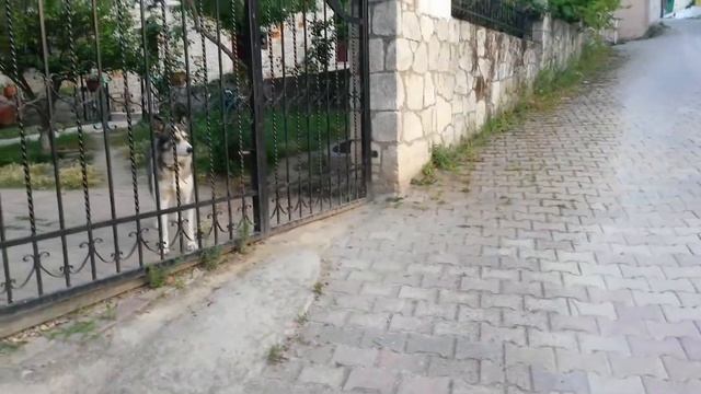 Маша и Саша дразнят собак!! смотреть онлайн