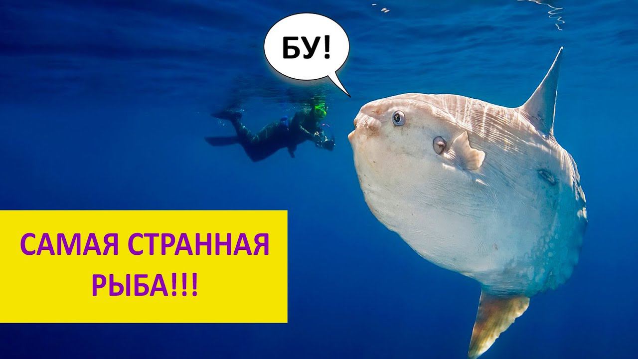 Рыба-луна: очень странная рыба! Наталья Носова смотреть онлайн