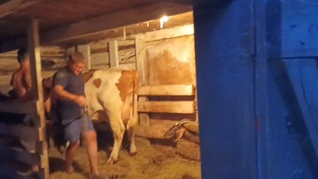 Продали корову Малышку/ Всё свыше!/ В добрый путь. смотреть онлайн