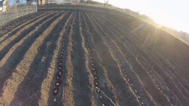 ПОСАДКИ КАРТОФЕЛЯ/ ИДЕАЛЬНЫЙ МЕТОД/ ВСЕ СЕКРЕТЫ ХОРОШЕГО УРОЖАЯ!!! смотреть онлайн