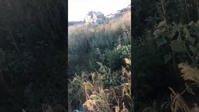 Ловля перепела смотреть онлайн