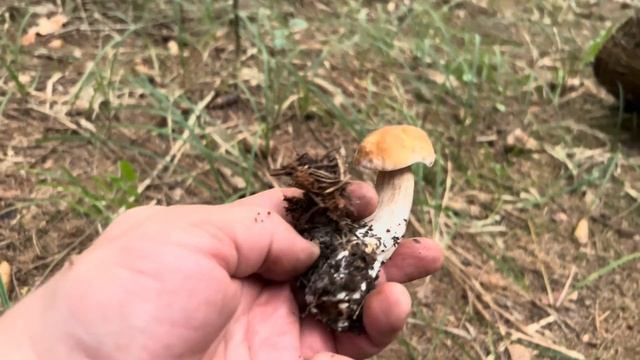 УВИДЕЛ ЖУТЬ В ЛЕСУ ! По грибы вечерком в тёмный ельник !