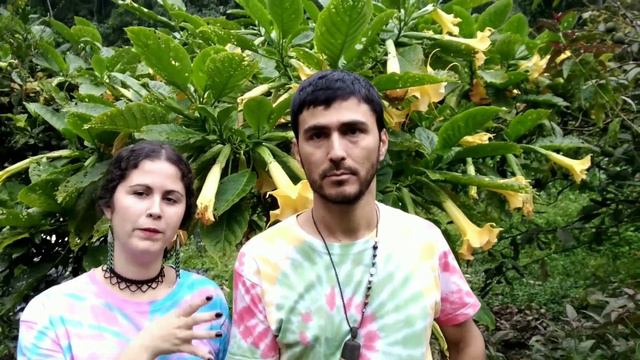 Brugmansia