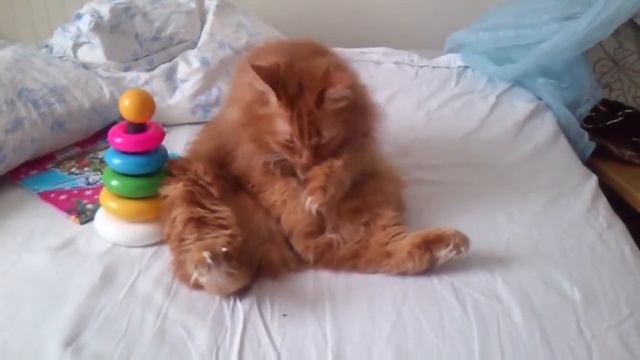 Рыжая Ленина кошка смотреть онлайн