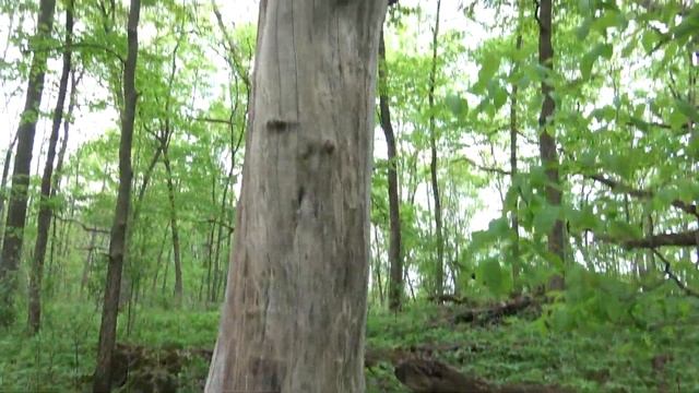 Morel Mushroom Hunting смотреть онлайн