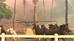 Люди помогают животным. Трогательные и удивительные кадры