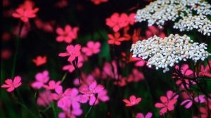 песенка А я не знаю почему,но меня тянет - пою я