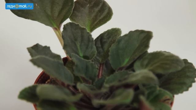 Как ухаживать за комнатными растениями смотреть онлайн