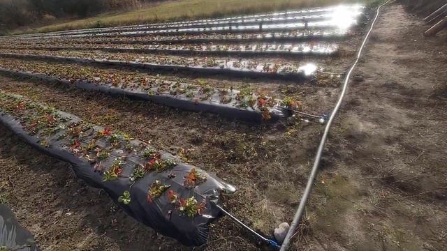Первый участок клубники смотреть онлайн