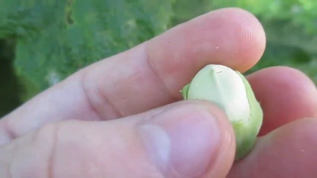 Как растет фундук орех? Как созревают орехи фундука? #3