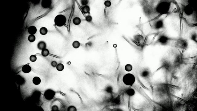 Mucor Мукор   3