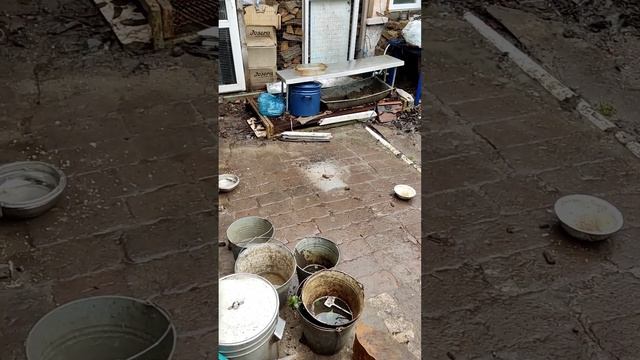 Мариупольские коты: попытка выжить. Крышу снесло, кота принесло. Почти равноценно) смотреть онлайн