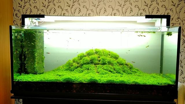 Живой задний фон аквариума /Live aquarium background смотреть онлайн
