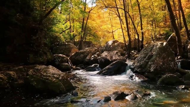 30 min relaxation music with nature scenery, music to sleep groovy musical vibe , instrumental musi смотреть онлайн