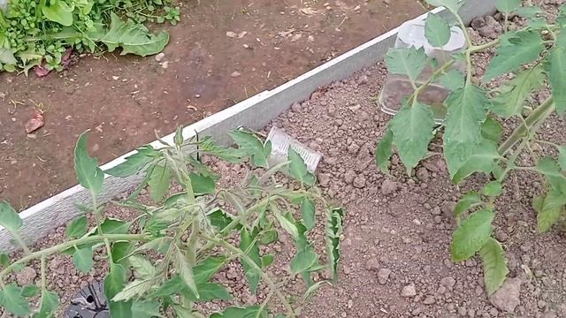 обзор томатов по сортам на 22мая..чем подкармливаю растения