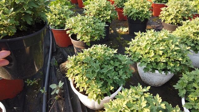 ХРИЗАНТЕМА. Зачем 5 черенков в одном горшке? смотреть онлайн