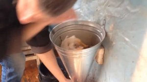 Как резать забивать бройлера в конусе