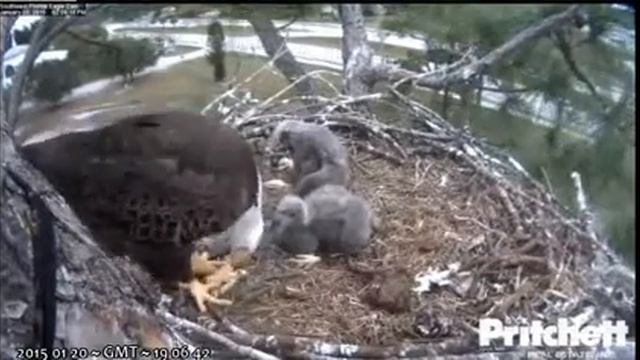 Another feed for E6, E5 uninterested, tho no crop - Southwest Florida Bald Eagles смотреть онлайн