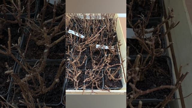 Паненка ,Пандора ,панФлора ,Панателла , Панорама ￼, Пантеон саженцы на весну 23 смотреть онлайн