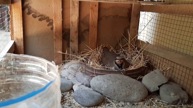КАБКИ ЧУЧАДОР || Цыплята каменной КУРОПАТКИ || Yavru Keklik Sesi|| Chick Partridge