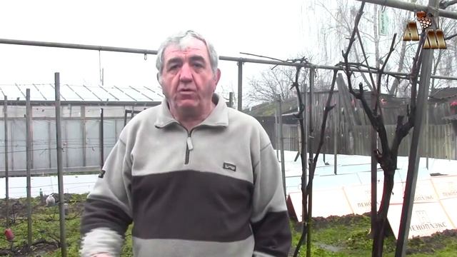 ? Укрытие винограда на зиму - 2.  Повреждение мышами