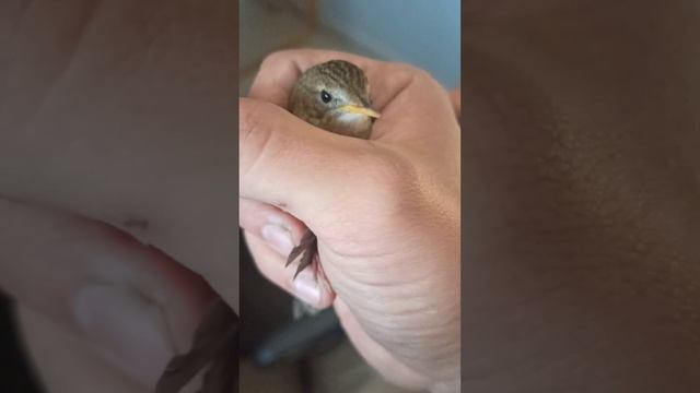 помог птичке обрести душевную свободу