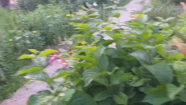 Перец в Сибири в открытом грунте,Лилии и Зеленый помидор.Сосед Зараза. смотреть онлайн