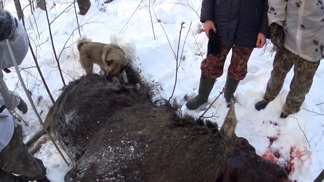 Охота на лося с собаками.Hunting for an elk with dogs. смотреть онлайн