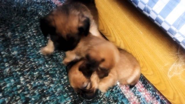 Щенки в сияние