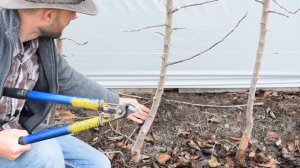 Демонстрационная обрезка молодых яблонь в интенсивном саду (Канада)