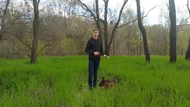 Как научить собаку / щенка команде Рядом | Команда рядом | Дрессировка собак смотреть онлайн