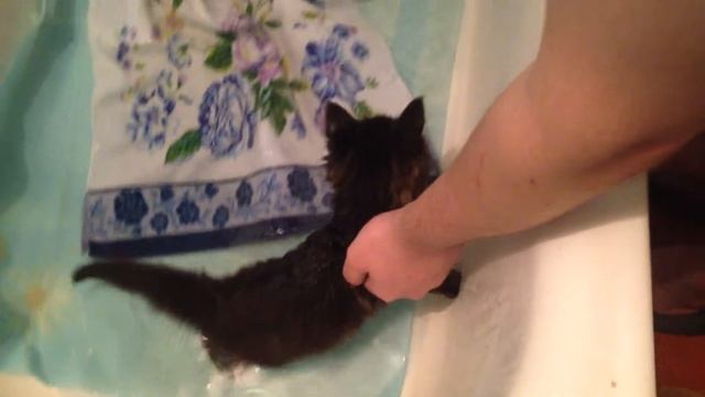 котенок мейн-кун первый раз принимает ванну / kitten maine coon take a bath смотреть онлайн