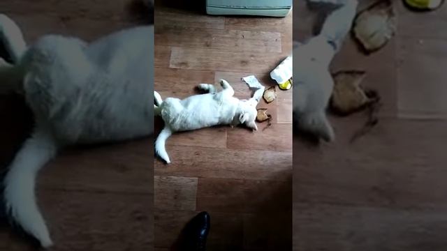 Оставили щенка Хаски дома одну ненадолго ... И вот результат. смотреть онлайн