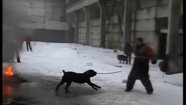 кане корсо Кольт тренировка смотреть онлайн