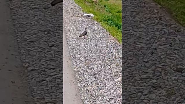 чибис , пигалица(2) смотреть онлайн