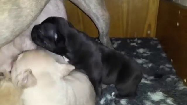 Американские Булли Щенки смотреть онлайн