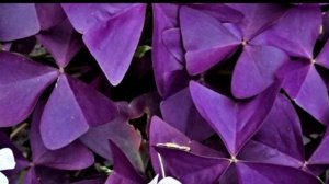 Полив и удобрение кислицы. Как поливать оксалис.